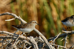 Calidris minutilla