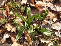 Orchis purpurea