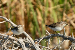 Calidris minutilla