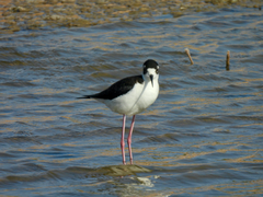 Himantopus mexicanus