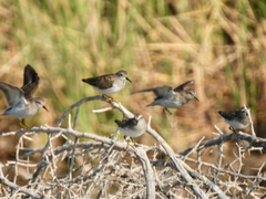 Calidris minutilla