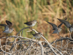 Calidris minutilla