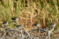 Calidris minutilla