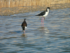 Himantopus mexicanus