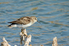 Calidris minutilla