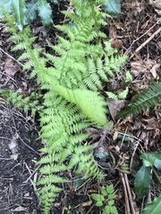 Athyrium filix-femina