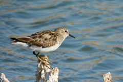 Calidris minutilla
