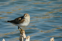 Calidris minutilla