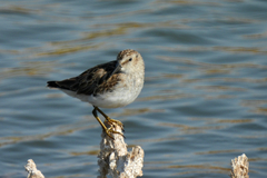 Calidris minutilla