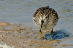 Calidris minutilla