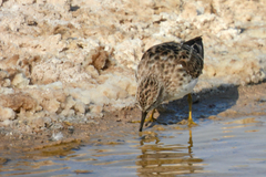 Calidris minutilla
