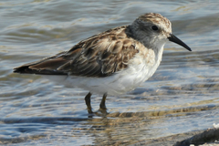 Calidris minutilla