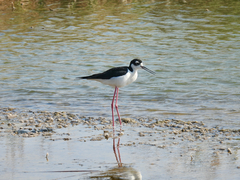Himantopus mexicanus
