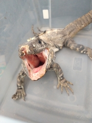 Ctenosaura similis