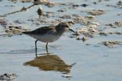 Calidris minutilla