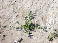 Heliotropium curassavicum