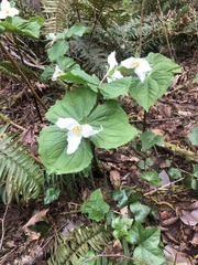 Trillium ovatum