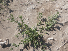 Heliotropium curassavicum