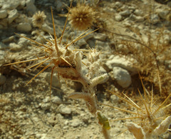 Centaurea lanulata