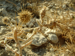 Centaurea lanulata