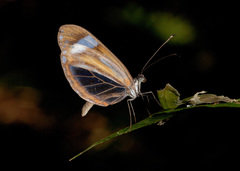 Dismorphia theucharila fortunata