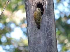 Dryobates spilogaster