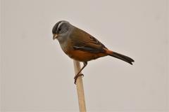 Gray-Throated Warbling-Finch photo 3