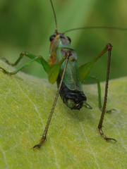 Conocephalus nigropleurum