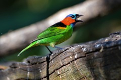 Tangara cyanocephala