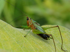 Conocephalus nigropleurum