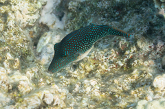Canthigaster margaritata