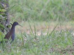 Pardirallus nigricans