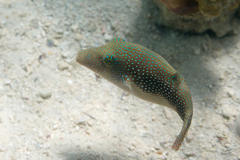 Canthigaster margaritata