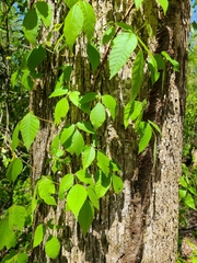 Toxicodendron radicans
