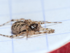 Theridion melanurum