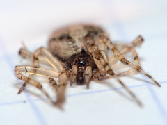 Theridion melanurum