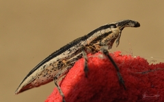 Lixus anguinus