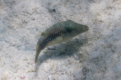 Canthigaster margaritata