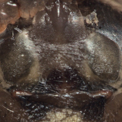 Theridion melanurum