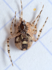 Theridion melanurum