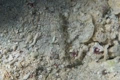 Fusigobius