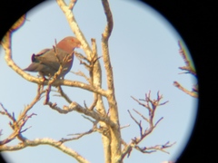 Patagioenas flavirostris