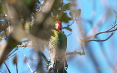 Xiphidiopicus percussus