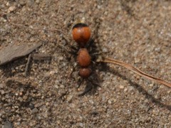 Dasymutilla nigripes