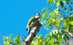 Xiphidiopicus percussus