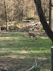 Odocoileus virginianus