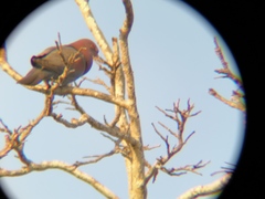 Patagioenas flavirostris