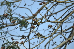 Sterculia apetala