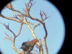 Patagioenas flavirostris