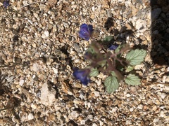 Phacelia campanularia